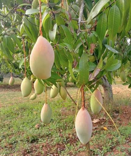 ಕೆಜಿ ತೋತಾಪುರಿ ಮಾವಿಗೆ 4 ರೂ. ಬೆಂಬಲ ಬೆಲೆ ಘೋಷಿಸಿದ ಆಂಧ್ರ ಸರ್ಕಾರ!
