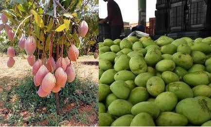 ಆಂಧ್ರದ ಮಾವು ಚಿಂತಾಮಣಿ ಪ್ಯಾಕ್ ಹೌಸ್ ಸಹಕಾರದೊಂದಿಗೆ ಸಿಂಗಾಪುರಕ್ಕೆ!